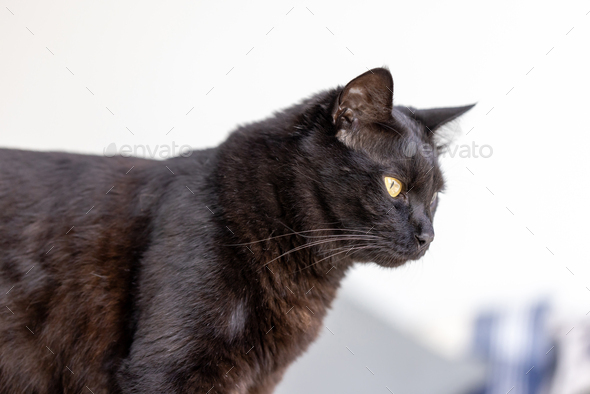 Black cat at home, domestic animal portrait - Stock Photo - Images