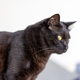 Black cat at home, domestic animal portrait - PhotoDune Item for Sale