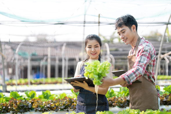 Young Asian farmers working in vegetables hydroponic farm with ...