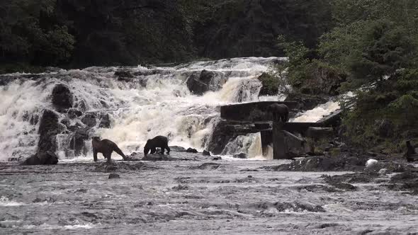 Wildlife of Alaska. Bears come to a mountain river and catch fish in it. alt