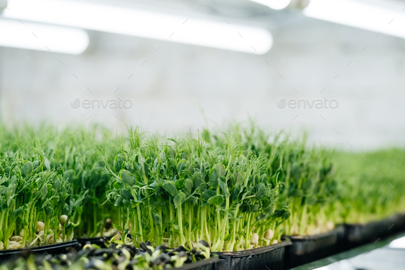 Close-up micro greens sprouts close up of pea, radish, oxalis