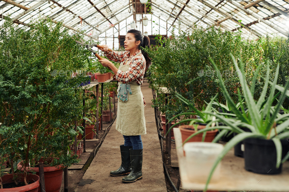 Woman Cutting Plant In Greenhouse - Stock Photo - Images