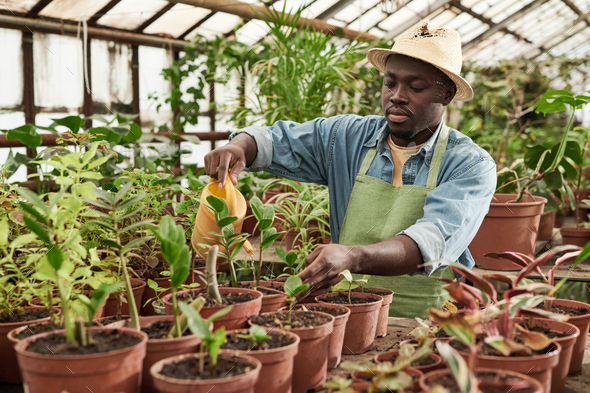 Greenhouse Worker Watering Plants - Stock Photo - Images