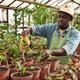 Greenhouse Worker Watering Plants - PhotoDune Item for Sale