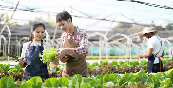 Young Asian farmers working in vegetables hydroponic farm with ...