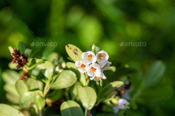 close up flowers vaccinium vitis idaea Koralle in garden - Stock Photo - Images