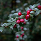 Leaves and red berries - PhotoDune Item for Sale