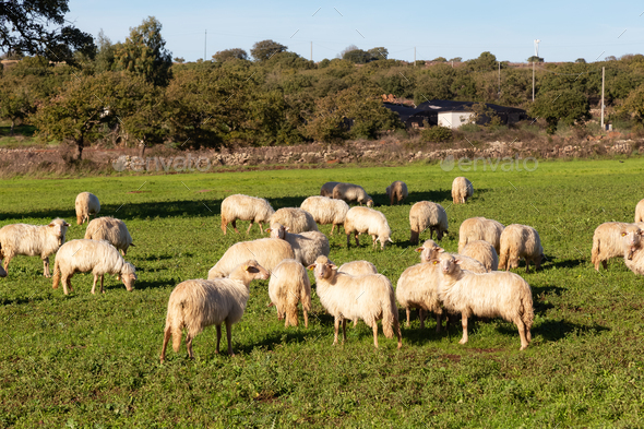 Herd of Sheep in a green farm field in countryside. Sardinia, Italy