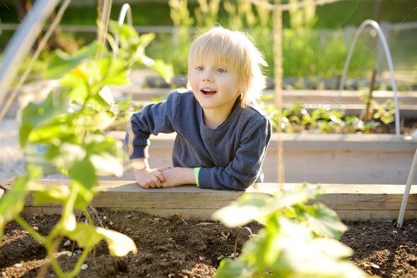 Little child is in community kitchen garden. Raised garden beds with plants in community garden.