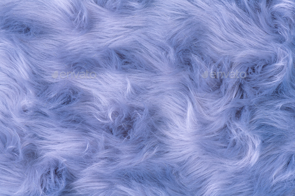 Blue fur texture top view. Blue or lilac sheepskin background. Fur pattern. Blue shaggy fur - Stock Photo - Images