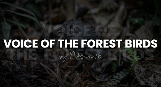 Voice of the forest birds