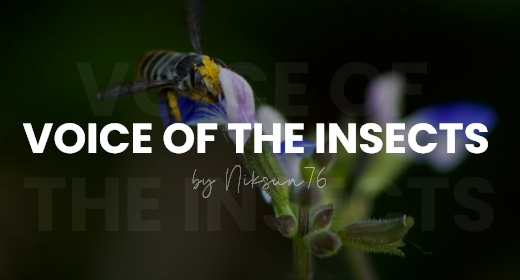Voice of the insects