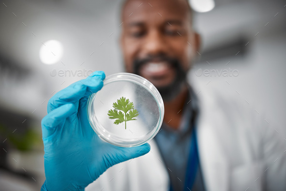Laboratory, petri dish or hands with leaf sample in medical engineering, gmo food analytics or farm