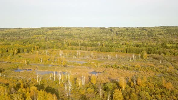 Autumn Forest Swamp