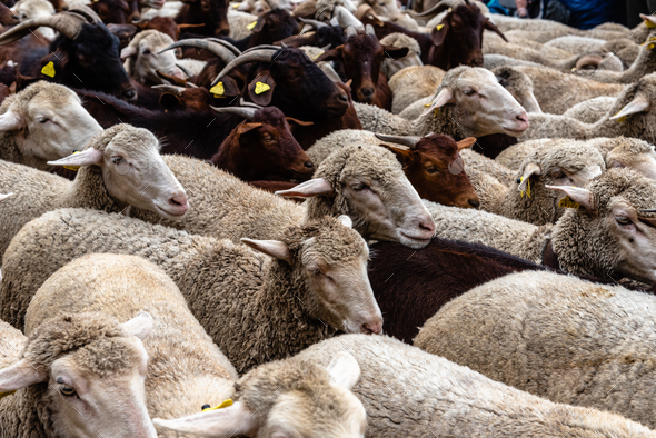 Flock of sheep passing through a cattle route - Stock Photo - Images