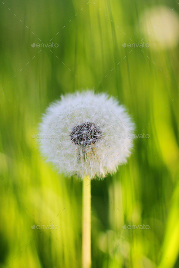 Fluffy texture of a white dandelion flower close-up. The concept of fragility. spring time. - Stock Photo - Images