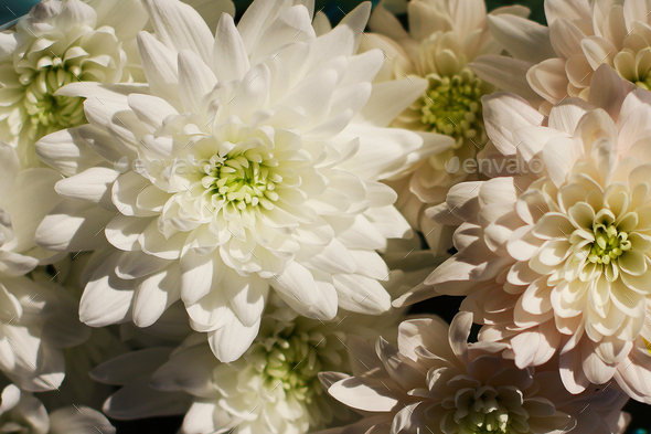 A close-up photo of a bouquet of chrysanthemum flowers. floral background. - Stock Photo - Images