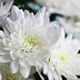 A close-up photo of a bouquet of chrysanthemum flowers. floral background. - PhotoDune Item for Sale
