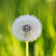 Fluffy texture of a white dandelion flower close-up. The concept of fragility. spring time. - PhotoDune Item for Sale