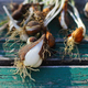 tulip bulbs. spring work in the garden. harvesting of seed material - PhotoDune Item for Sale