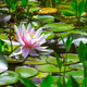 Pink water lilly blossom in a pond - PhotoDune Item for Sale