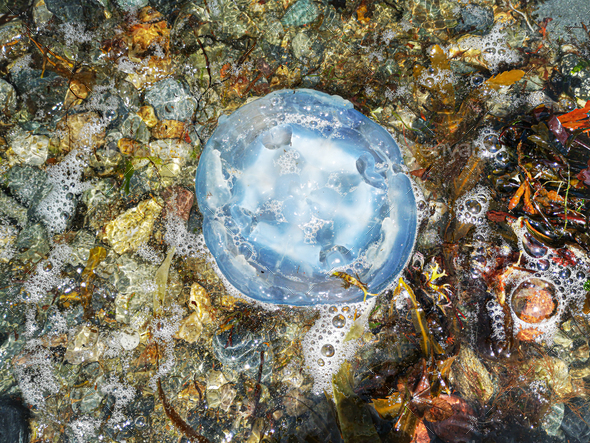 Blue jellyfish (Cyanea lamarckii) washed ashore on pebbles beach - Stock Photo - Images