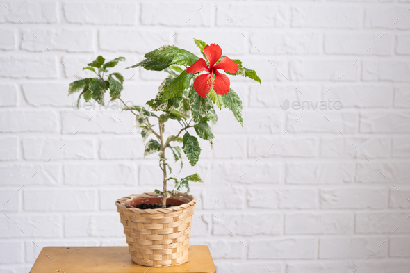 Red hibiscus varietal flower with variegated leaves in a wicker planter in the interior