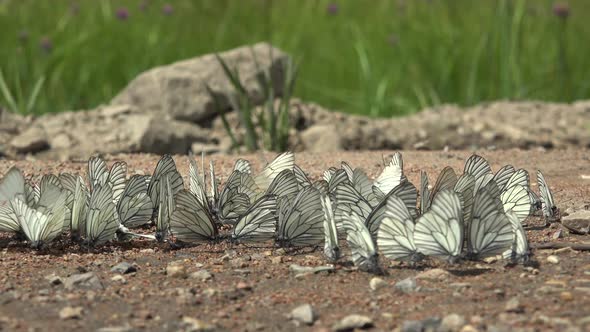 Large Flock of Aporia Crataegi Butterflies and Black-Veined White Butterfly on Ground Surface alt