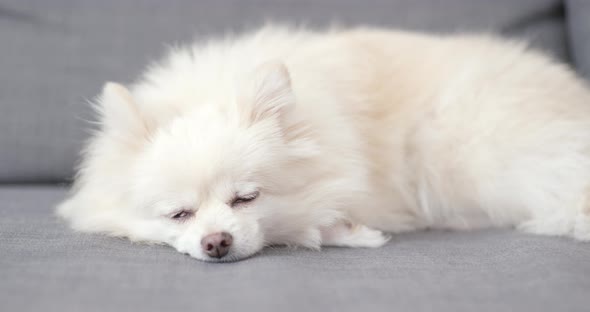 Sleeping Pomeranian Dog At Home By Leungchopan Videohive