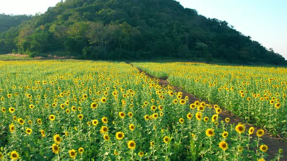 4K Beautiful aerial view of sunflowers, sunflowers blooming in the wind alt