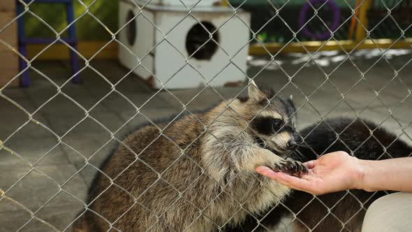 Man's hand feeds raccoons through the zoo's cage netting. Animals in captivity alt