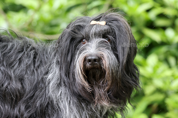 portrait of dutch sheepdog (schapendoes) outdoors - Stock Photo - Images