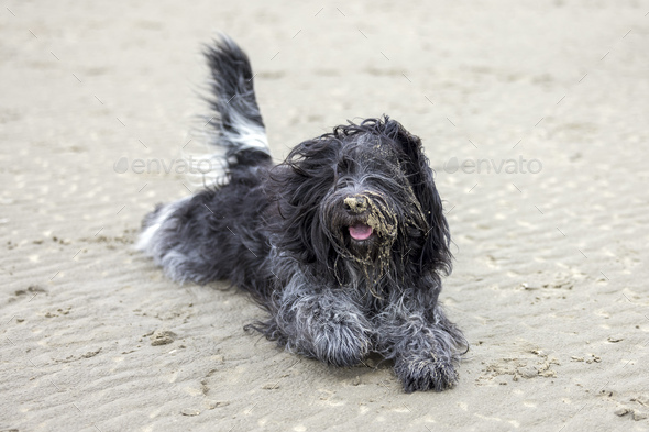 A Dutch Sheepdog (Schapendoes) dog - Stock Photo - Images
