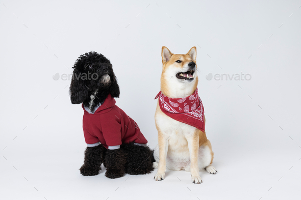 Concept of pet with two cute dogs - Poodle and Shiba Inu Stock Photo by