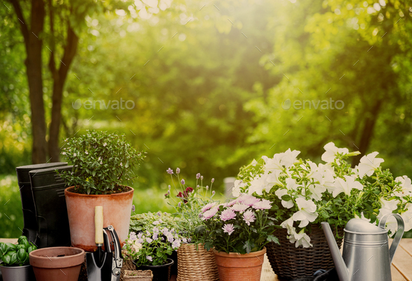 Different potted blooming flowers and herbs, gardening equipment and tools - Stock Photo - Images