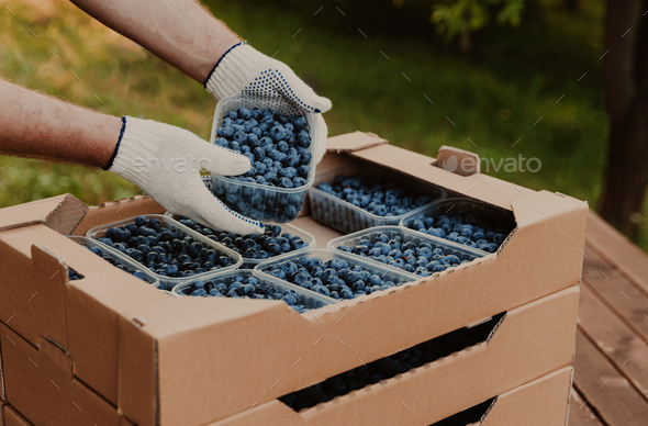 Hands holding container with blueberry over cardboard box with blueberry - Stock Photo - Images