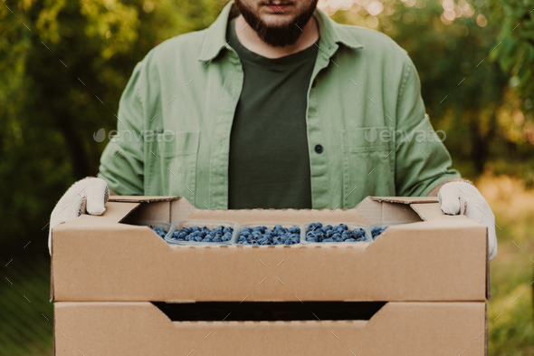 Farmer hands taking and holding cardboard box full of containers with blueberry - Stock Photo - Images