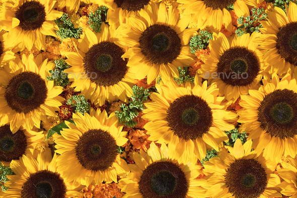 Background of bright yellow sunflowers. Top view, greeting card Stock ...