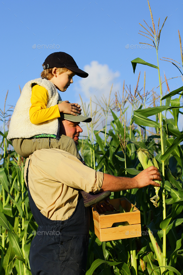 a farmer with a child harvests corn in the field. a farming family farm. family day holiday - Stock Photo - Images