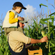 a farmer with a child harvests corn in the field. a farming family farm. family day holiday - PhotoDune Item for Sale