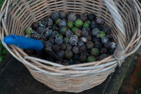 Macadamia nuts - Stock Photo - Images