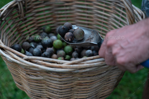 Macadamia nuts - Stock Photo - Images