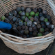 Macadamia nuts - PhotoDune Item for Sale
