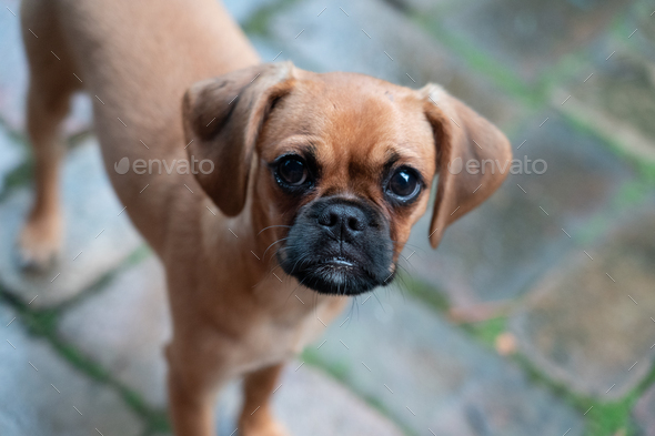 pug pugalier puppy - Stock Photo - Images