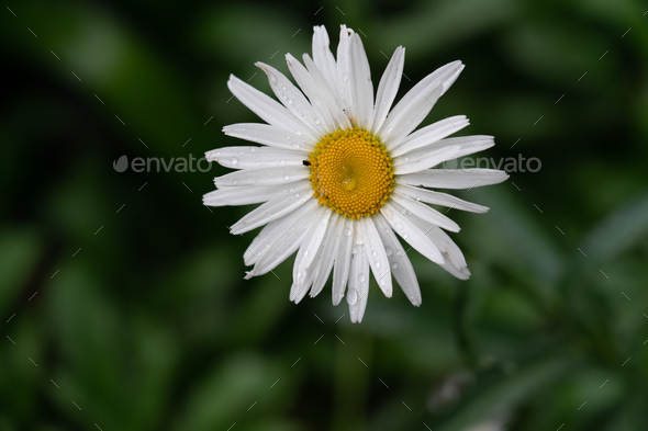 Daisy Flower - Stock Photo - Images