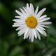 Daisy Flower - PhotoDune Item for Sale