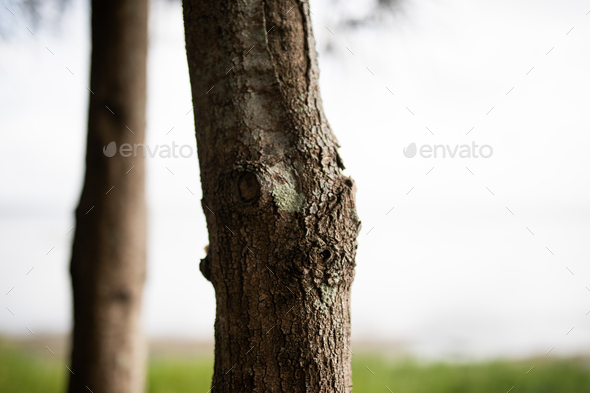 Tree - Stock Photo - Images