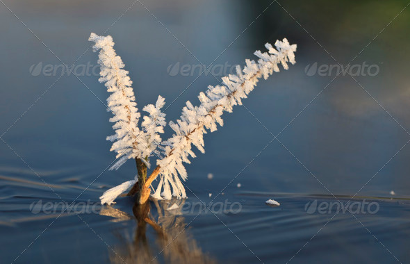 a bloom of ice - Stock Photo - Images