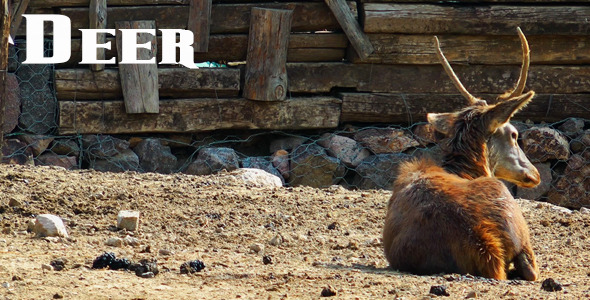 Deer alt
