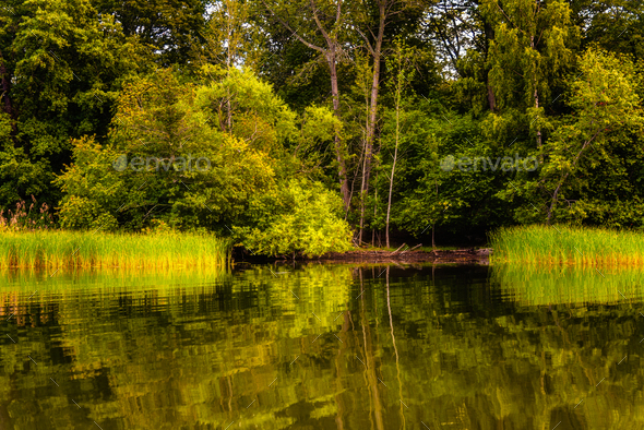 Canal bank with lush vegetation of trees and reeds in Djurgarden Island in Stockholm - Stock Photo - Images